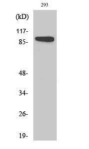 Western blot analysis of various cells using Anti-p90 RSK Antibody