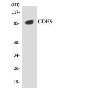 Antibody anti-CDH9 100 µg