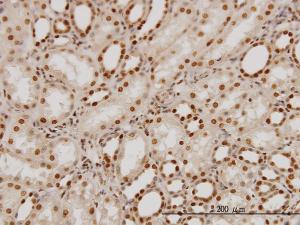 Anti-PTBP1 Mouse Monoclonal Antibody [clone: 3H8]