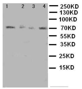 Anti-MEKK3 Rabbit Polyclonal Antibody