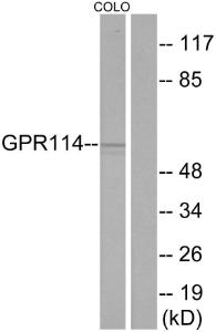 Anti-GPR114 Rabbit Polyclonal Antibody