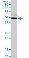 Anti-ADH5 Rabbit Polyclonal Antibody