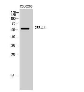 Anti-GPR114 Rabbit Polyclonal Antibody