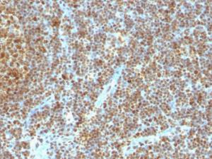 Antibody anti-PCNA SPM350 BSA 100 µg