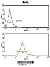 Anti-GALNT2 Rabbit Polyclonal Antibody