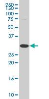 Anti-C1QBP Mouse Polyclonal Antibody