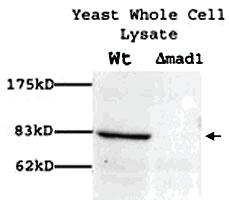 Anti-MAD1 Rabbit Polyclonal Antibody