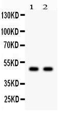 Anti-JNK2 Polyclonal Antibody