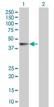 Anti-TBC1D31 Mouse Polyclonal Antibody