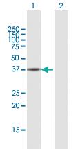 Anti-HSP90AB1 Mouse Polyclonal Antibody