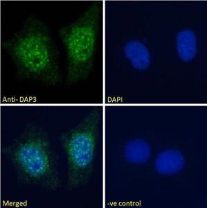 Anti-DAP3 Antibody (A83221) - Immunofluorescence analysis of paraformaldehyde fixed MCF7 cells, permeabilized with 015% Triton Primary incubation 1hr (10 µg/ml) followed by Alexa Fluor 488 secondary antibody (2 µg/ml), showing nuclear staining