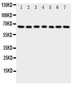 Anti-NADPH oxidase 4 Rabbit Polyclonal Antibody