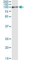 Anti-PTBP1 Mouse Monoclonal Antibody [clone: 3H8]