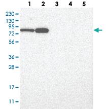 Anti-GFM1 Rabbit Polyclonal Antibody