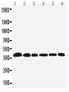 Anti-Nucleophosmin Rabbit Polyclonal Antibody