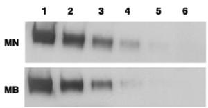 Anti-MSLN Mouse Monoclonal Antibody [clone: MB-G10]