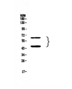 Anti-TIM3 Polyclonal Antibody