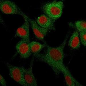 Immunofluorescent analysis of U87MG cells stained with Anti-CD73 Antibody [NT5E/2503] followed by Goat Anti-Mouse IgG (CF&#174; 488) (Green). Membrane stained with Phalloidin (Red)