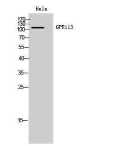 Western blot analysis of Hela cells using Anti-GPR113 Antibody