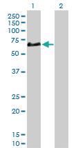 Anti-CFHR5 Rabbit Polyclonal Antibody