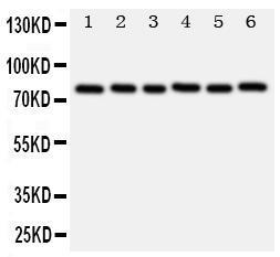 Anti-B MyB Rabbit Polyclonal Antibody