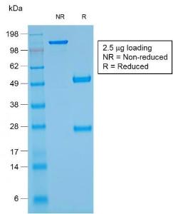 SDS-PAGE analysis of Anti-Glycophorin A Antibody [rGYPA/280] under non-reduced and reduced conditions; showing intact IgG and intact heavy and light chains, respectively. SDS-PAGE analysis confirms the integrity and purity of the antibody