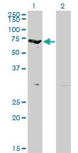 Anti-EPB42 Mouse Monoclonal Antibody [clone: 2G12]