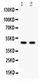 Anti-Hsp47 Polyclonal Antibody