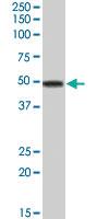 Anti-APOA4 Goat Polyclonal Antibody