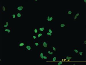 Anti-PTBP1 Mouse Monoclonal Antibody [clone: 3H8]