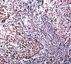 Anti-B MyB Rabbit Polyclonal Antibody