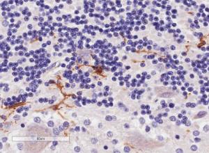 Anti-AIF1 Antibody (A83222) (4 µg/ml) staining of paraffin embedded Human Cerebellum Microwaved antigen retrieval with Tris/EDTA buffer pH9, HRP-staining