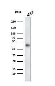 Western blot analysis of K562 cell lysate using Anti-Glycophorin A Antibody [rGYPA/280]