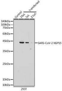 Western blot analysis of extracts of normal 293T cells and 293T transfected with NSP15 Protein, using Anti-SARS-CoV-2 NSP15 Antibody (A309064) at 1:5000 dilution. The secondary Antibody was Goat Anti-Rabbit IgG H&L Antibody (HRP) at 1:10000 dilution