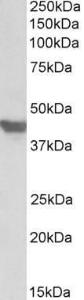 Anti-SLC2A4 Antibody (A84834) (1µg/ml) staining of Mouse Heart lysate (35µg protein in RIPA buffer). Primary incubation was 1 hour. Detected by chemiluminescence.