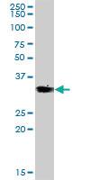 Anti-VGLL4 Mouse Polyclonal Antibody