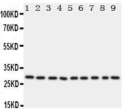 Anti-mtTFA Rabbit Polyclonal Antibody