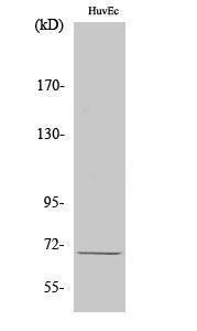 Western blot analysis of various cells using Anti-GPR107 Antibody