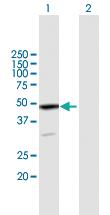 Anti-DMTN Mouse Polyclonal Antibody