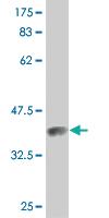 Anti-PROS1 Mouse Monoclonal Antibody [clone: 3D7]