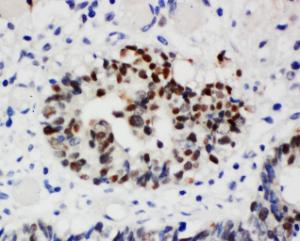 Anti-Nucleophosmin Rabbit Polyclonal Antibody