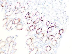 Immunohistochemistry analysis of paraffin-embedded mouse kidney using Anti-PDHB Antibody [ARC1074] (A306144) at a dilution of 1:100 (40x lens). Perform microwave antigen retrieval with 10 mM PBS buffer pH 7.2 before commencing with IHC staining protocol.