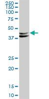 Anti-DMTN Mouse Polyclonal Antibody