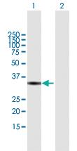 Anti-VGLL4 Mouse Polyclonal Antibody