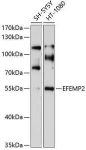 Western blot analysis of extracts of various cell lines, using Anti-Fibulin-4 Antibody (A8507) at 1:1,000 dilution