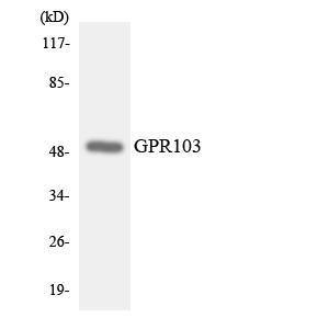 Western blot analysis of the lysates from HUVEC cells using Anti-GPR103 Antibody