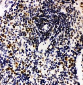 Anti-Nucleophosmin Rabbit Polyclonal Antibody