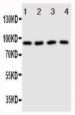 Anti-Cullin3 Rabbit Polyclonal Antibody