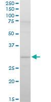 Anti-STOM Mouse Polyclonal Antibody