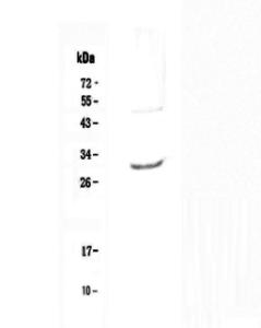 Anti-IL27 Polyclonal Antibody